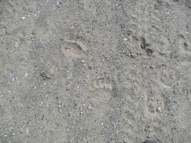 Bear tracks Kananskis