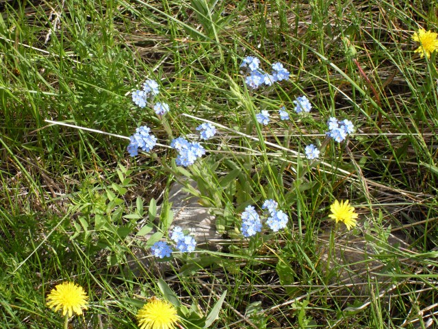 Flowers seen in Kananaskis