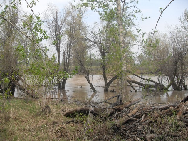 Bow River flood