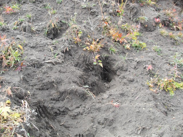 Bear diggings Mist Ridge