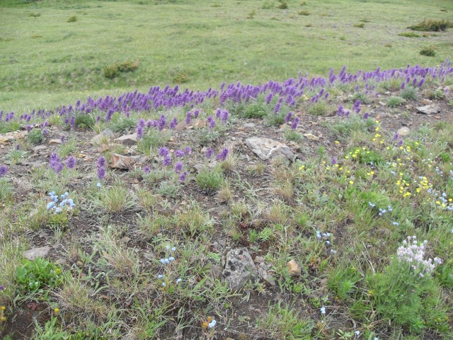 Flowers Pasque Mountain