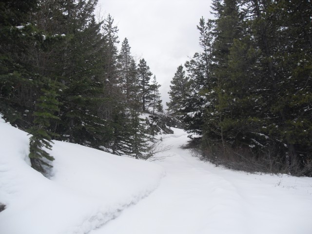 Snow Crowsnest Ridge