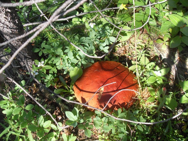 Plate sized mushroom