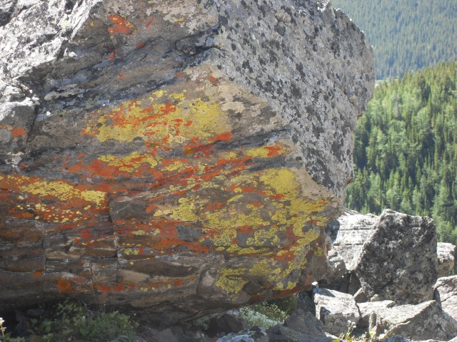 Colourful lichen