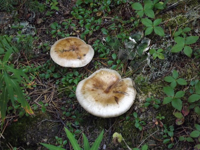Mushrooms Kananskis