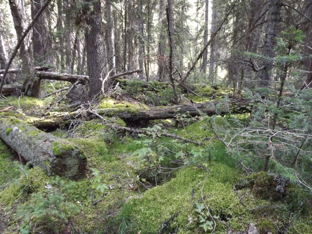 Lush forest Buller Pass