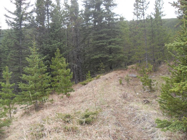 Mt Hoffman trail