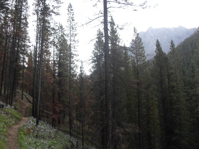 Buller Pass burned trees