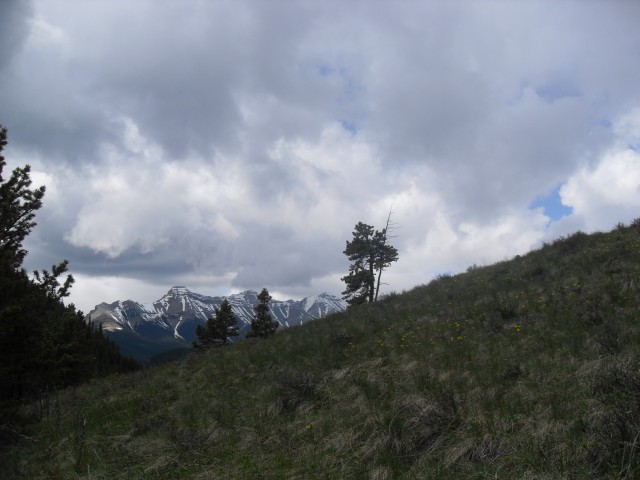 Mt Hoffmann trail