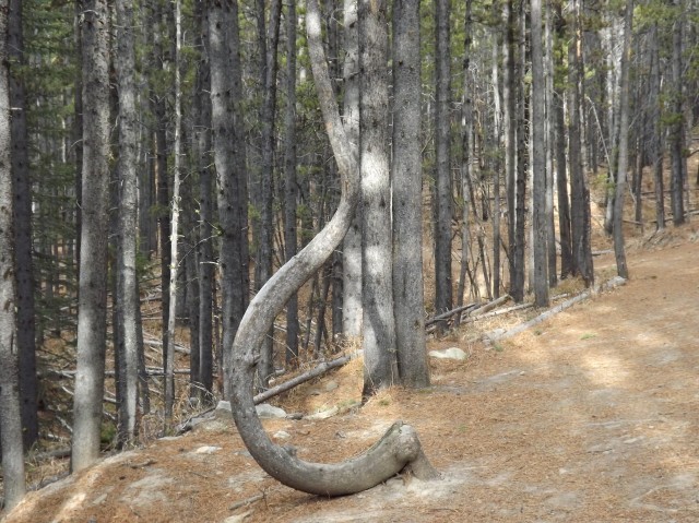 Bent tree Prairie Link