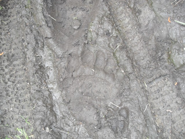 Bear tracks mud