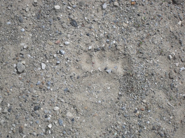 Bear tracks soft soil