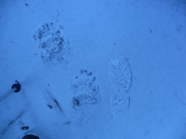 Bear tracks powdery snow
