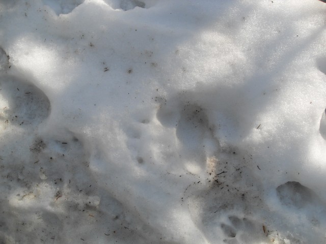 Bear tracks packed snow