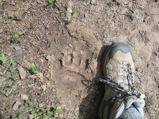 Bear tracks hard mud