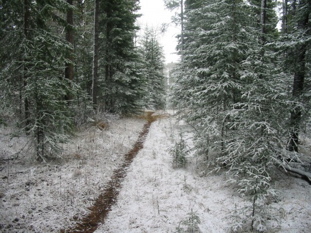Brown Lowery trail