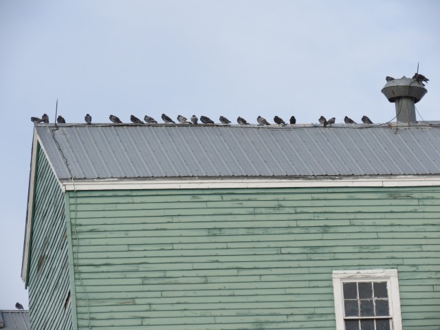 Grain elevator pigeons