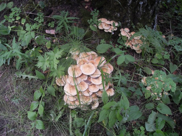 Mushrooms Kananaskis