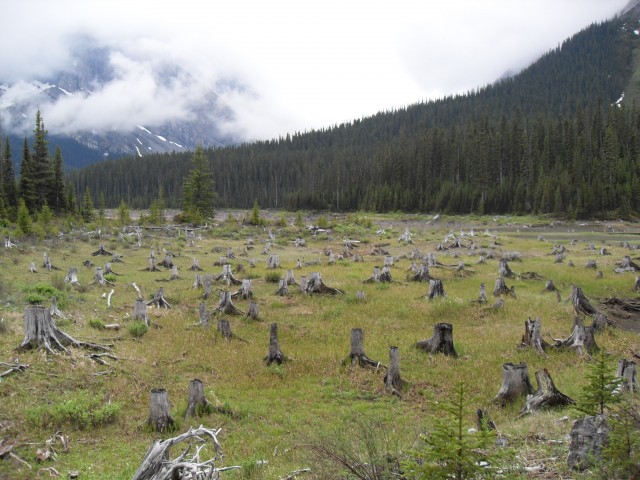 Stump graveyard