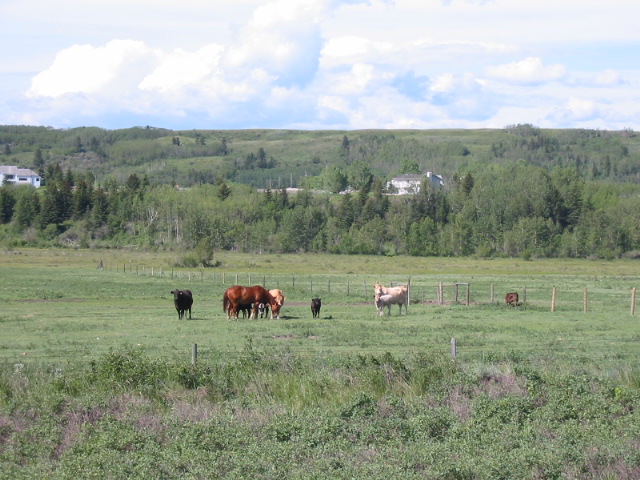 Horses near Cochrane