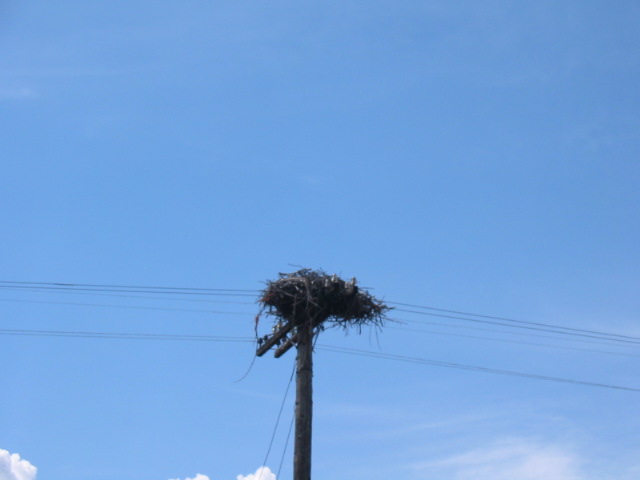 Hawk's nest