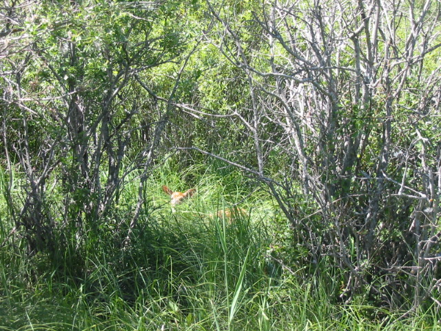 Deer fawn
