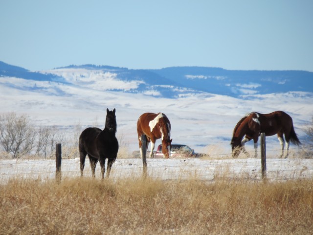 Horses Fort MacLeod