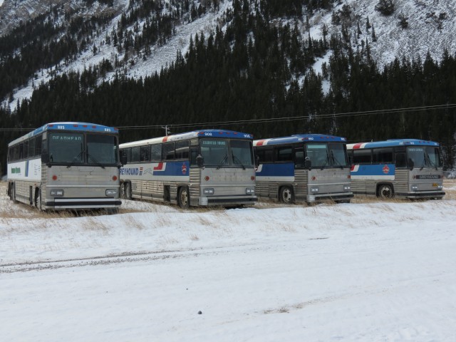 MCI Greyhound buses
