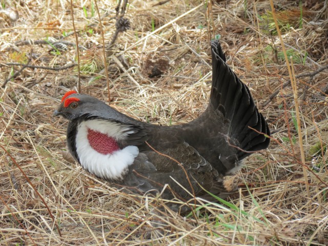 Dancing Grouse