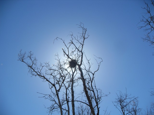 Hawk's nest