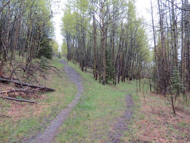 Eagle Hill trail junction