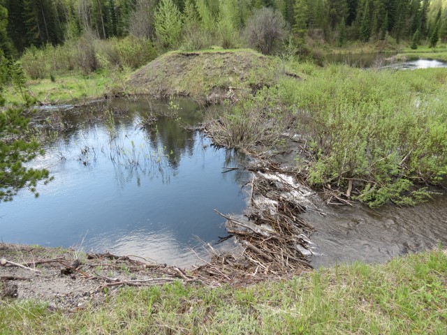 Corbin BC beaver dam