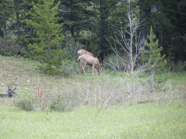 Corbin BC deer