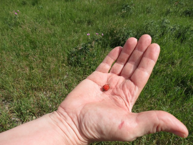 Small wild strawberry