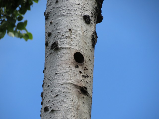 Woodpecker nest