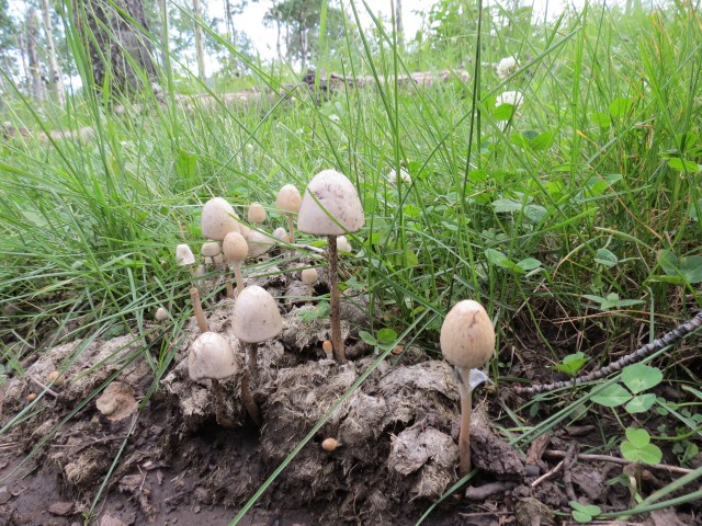 Poop and mushrooms