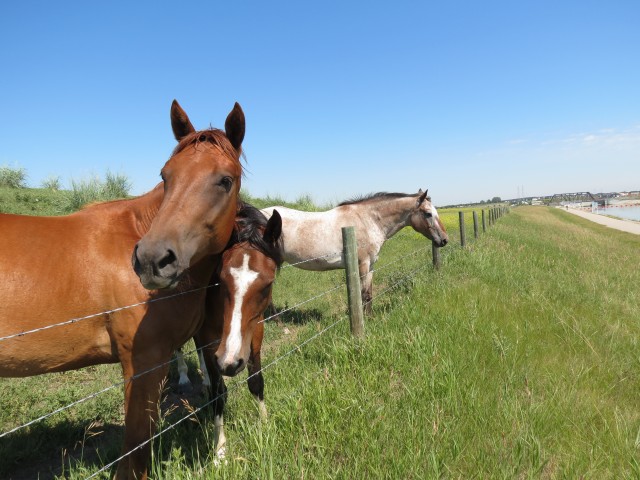 Calgary horses