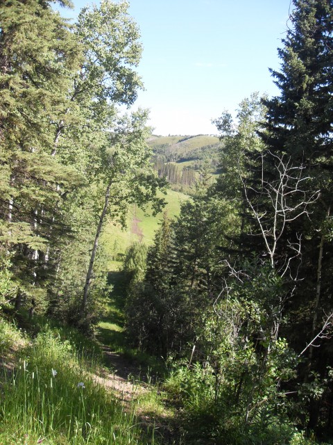 Carry Ridge trail