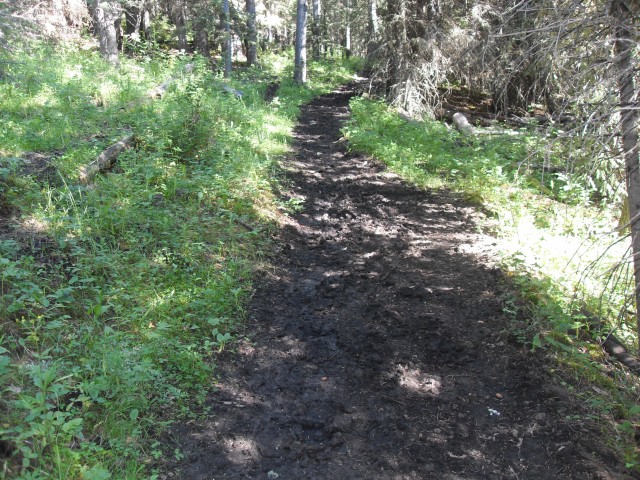 Carry Ridge horse trail