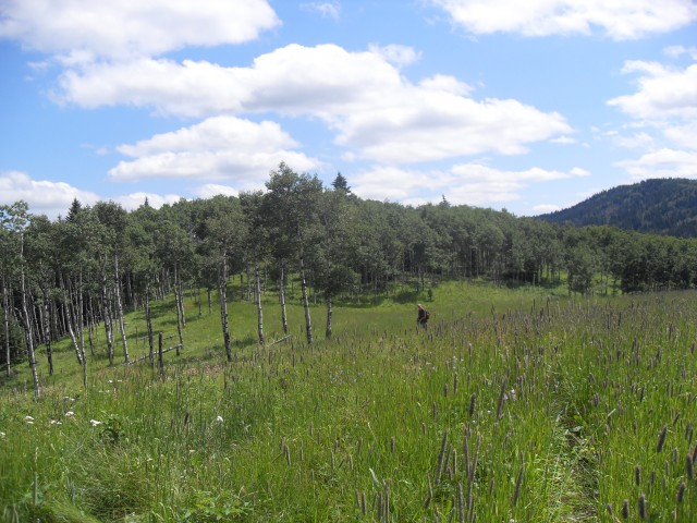 Meadow Carry Ridge