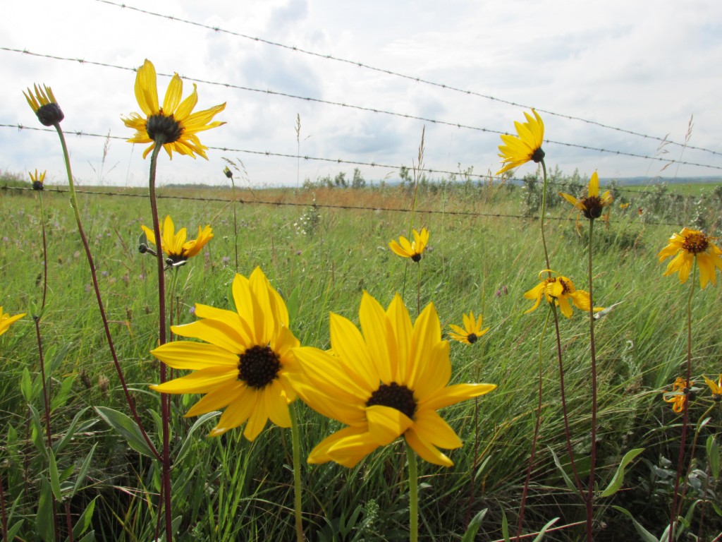 Glenbow Ranch Flowers