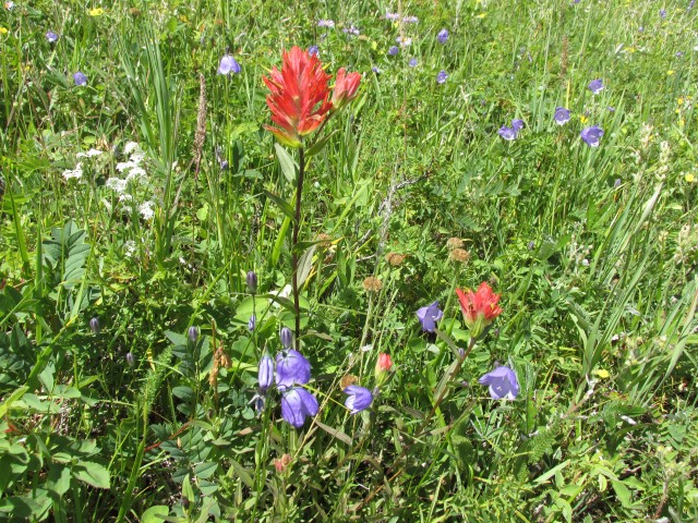 Indian Paintbrush and Harebell