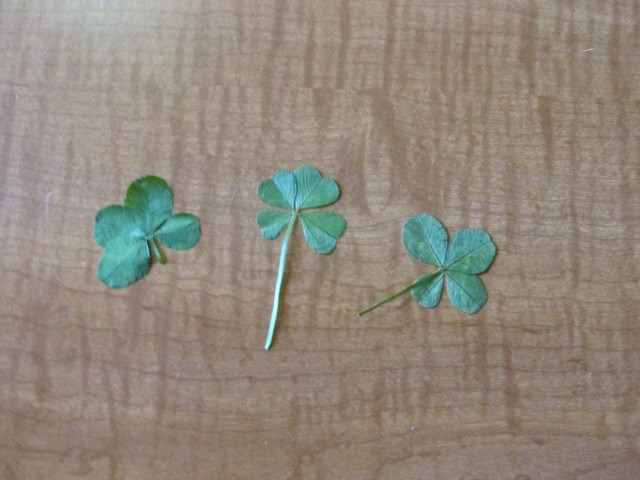 Three four leaf clovers