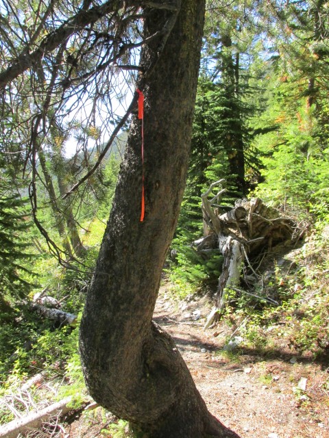 Sunken (Lost) Creek bear tree