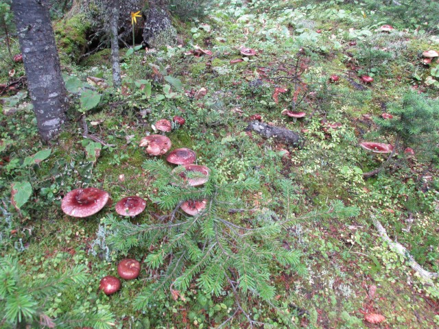 Headwall Lakes trail mushrooms