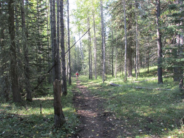 Balsam Link trail