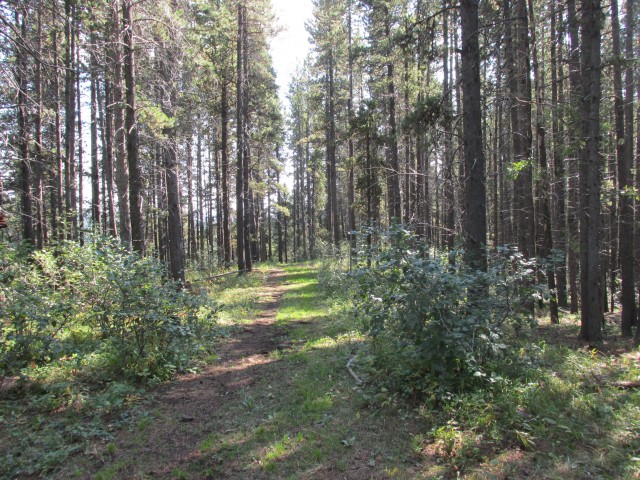 Pine Ridge Loop trail