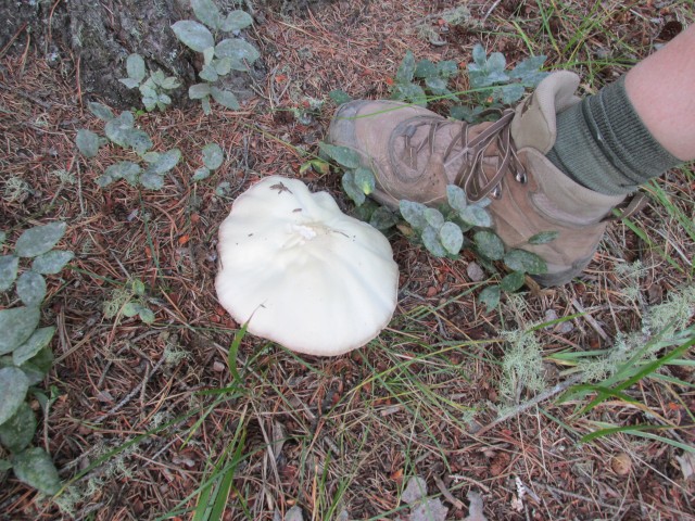 Sandy McNabb mushrooms