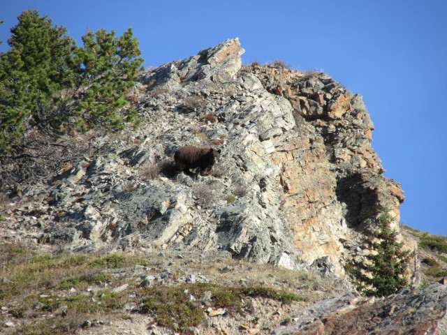Bear on Windy Point Ridge