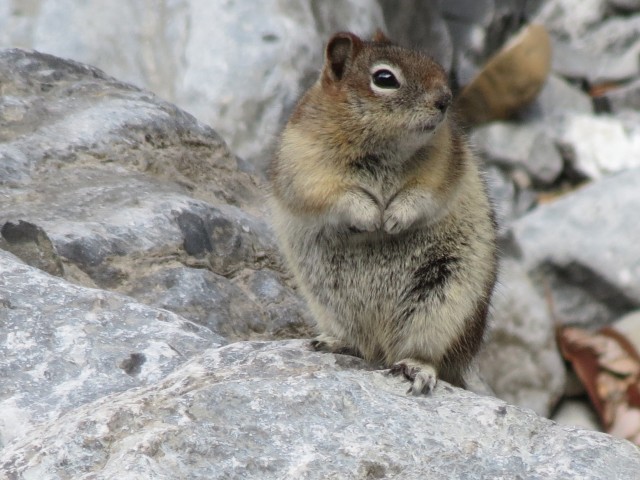 Curious ground squirrel